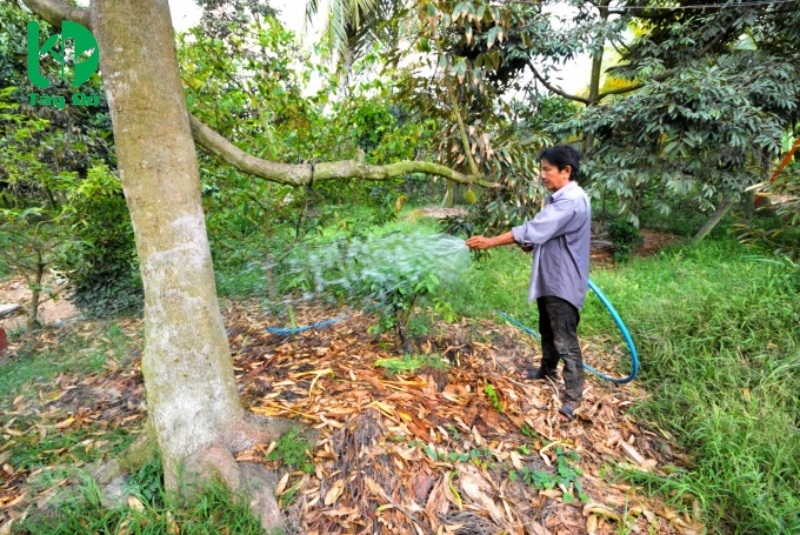 tuyến trùng rễ sầu riêng