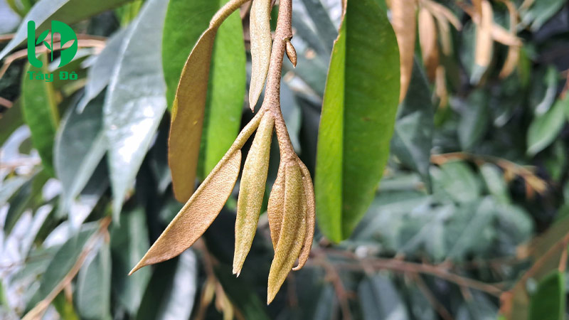 thời điểm chặn đọt sầu riêng